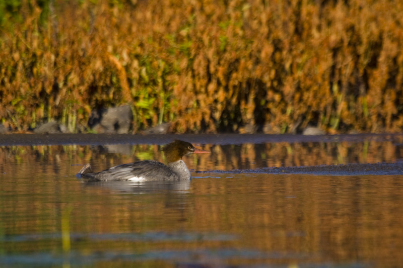 Common Merganser